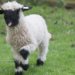 ‘World’s cutest sheep’ go on show in Carlisle