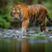 Gaza’s last tiger leaves ‘the world’s worst zoo’