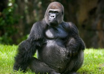 World’s Largest Gorilla Species at Risk of Extinction