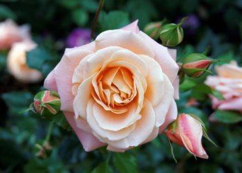 5 Occasions to Gift Roses in Glass 