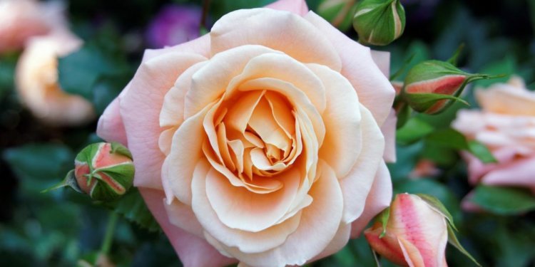 5 Occasions to Gift Roses in Glass 