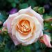 5 Occasions to Gift Roses in Glass 