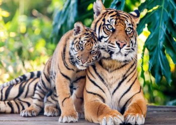 One of the World’s Oldest Tigers Has Die