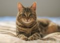 Who Says You Can’t Train A Cat? A Book Of Tips For Feline-Human Harmony