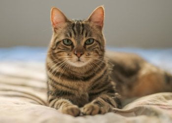 Who Says You Can’t Train A Cat? A Book Of Tips For Feline-Human Harmony