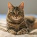 Who Says You Can’t Train A Cat? A Book Of Tips For Feline-Human Harmony
