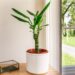 Which Plants Make The Best Gifts?