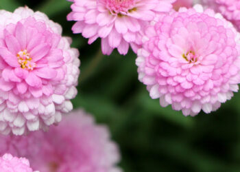 Which Autumn Flowers are Best Sellers?