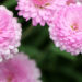 Which Autumn Flowers are Best Sellers?