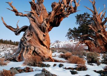 Oldest Trees In The World – Most Ancient Trees