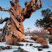 Oldest Trees In The World – Most Ancient Trees